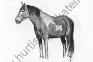 Pferd