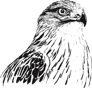 Vogel